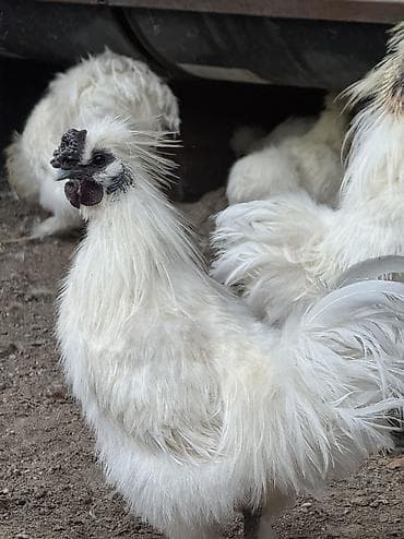 дикоративные куры: Продаю | Куры, Петух — 2