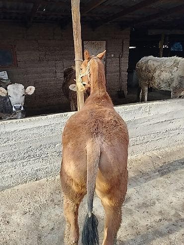 Аквариумы: Продаю | Конь (самец) | Дончак | Конный спорт | Мерин — 2