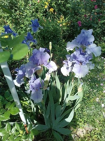 питомник растений: Продаю декоративные растения НЕДОРОГО . Почаопокровные — 2