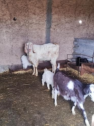 коровы герефорд: Продаю | Коза (самка) — 1