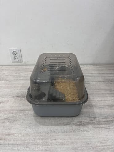 Грызуны: Две очаровательные Джунгарские девочки🎀, возраст 3 месяцев, ищут новый — 3