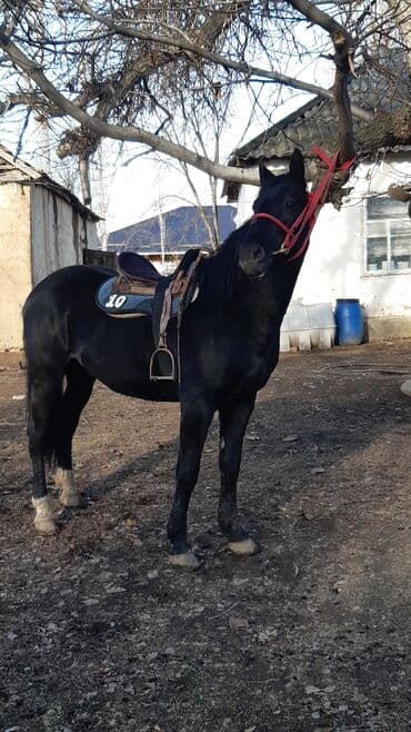 купить щенка породы хмонг: Продаю | Конь (самец) | Конный спорт — 3