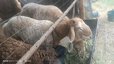 ит аты: Сатам | Ургаачы кой (ургаачы) | Аргын | Көбөйтүү үчүн | Ургаачы — 2