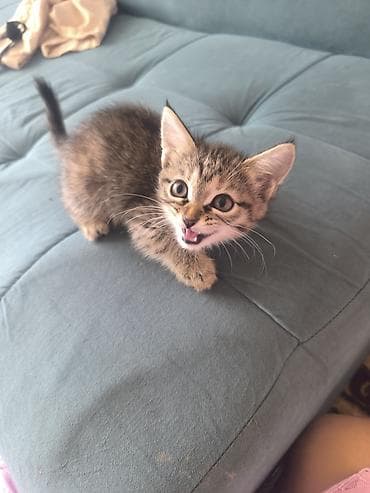 scottish fold: Котята в добрые руки .Доставка до дома 😊 Милые домашние котята: один — 2