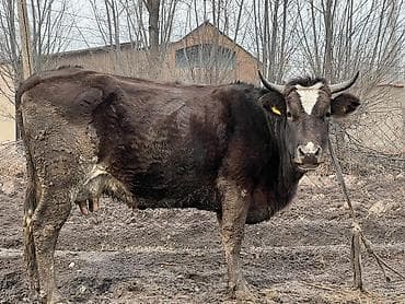 малочный карова: Продаю | Корова (самка) | Для молока | Не стельные, Нетель — 2