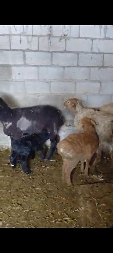 баран самка: Продаю | Овца (самка) | Полукровка | Для разведения | Матка — 2