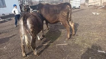 цена коровы 2024: Продаю | Корова (самка) | Для разведения | Привязанные — 5