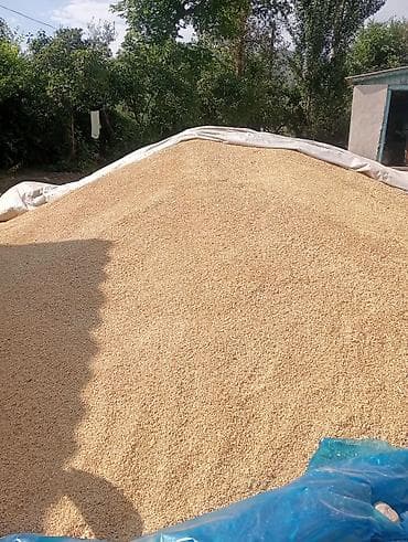 Овёс в шелухе (цельное зерно) Описание: - Натуральный овёс в — 2