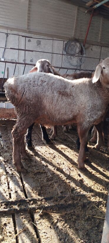 купить медогонку: Кормушка для овец/коз из металлической бочки - Материал: сталь — 7