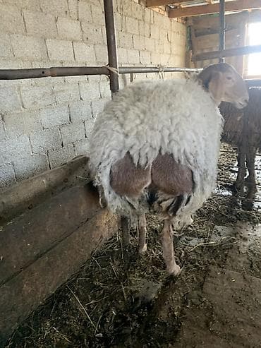 Рыбы: Продаю | Овца (самка) | Для разведения | Матка — 2