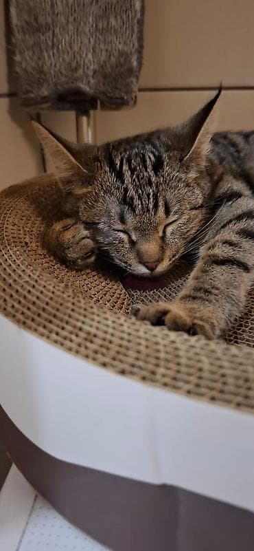 ssd 512gb: Отдам даром в добрые руки мальчика,азиатский табби 8 месяцев, к лотку — 4