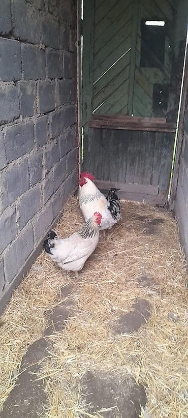 где можно купить крысу: Продаю | Куры | Суссекс | Для разведения — 6