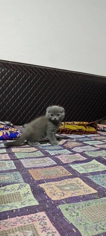 купить вислоухого котенка: Скотиш Фолд (Шотландская вислоухая), 1 месяц, Мальчик, Голубой — 2