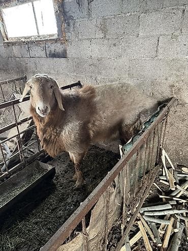 А/ч жаныбарлары үчүн тоюттар: Сатам | Кочкор (эркек) | Арашан | Көбөйтүү үчүн | Жасалма жол менен боозутуу — 1