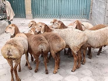 кошка домик: Продаю | Ягненок | Арашан | Для разведения | Ярка — 5