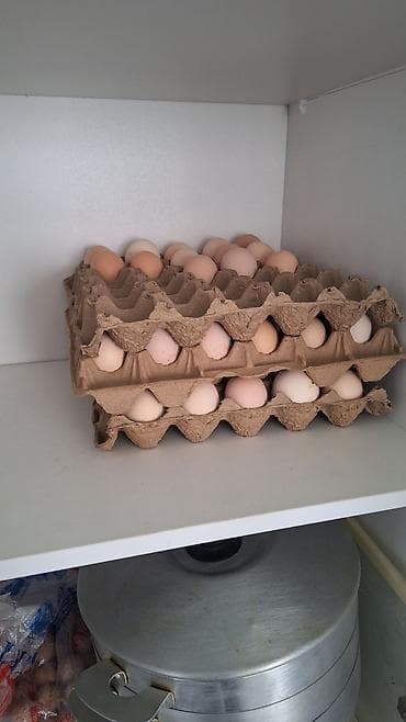 клетки для перепелки: Продаю | Куры | Для разведения — 1