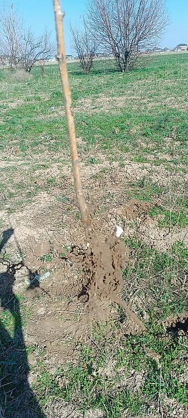 готовые раки: Продаётся саженсы ремонтантной малины, долгоиграющие крупные сочные — 2