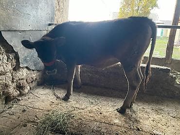 Продаю | Тёлка | На откорм | Привязанные