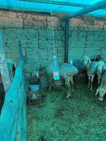 Айыл-чарба жаныбарлары: Сатам | Ургаачы кой (ургаачы) — 3