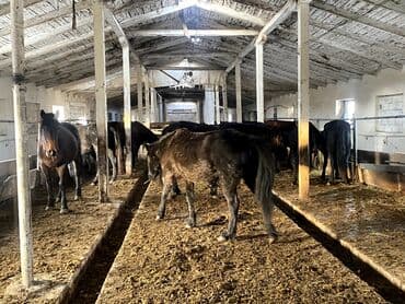 русская голубая длинношерстная кошка: Продаю | Кобыла (самка) | Рабочий — 10