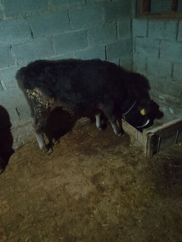 рыбки цена: Продаю | Музоо, торпок | Полукровка | На откорм | Привязанные — 8