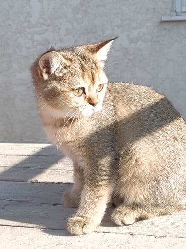 сухое молоко для животных: Скотиш Страйт (Шотландская прямоухая), 3 месяца, Девочка — 2