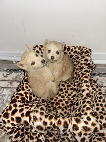 Щенки чистокровные хаски светлого окраса мальчки и девочка месяц