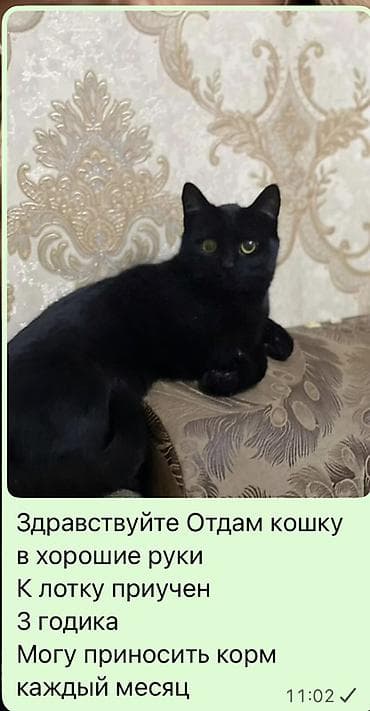 Кошка даром: Беспородная, 3 года, Девочка, Приучена к лотку