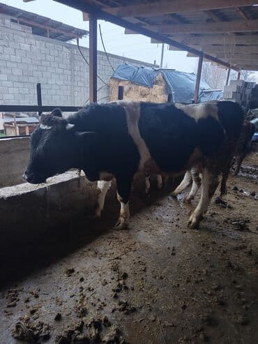 дойный апарат для коров: Продаю | Бык (самец) | На откорм | Племенные — 3