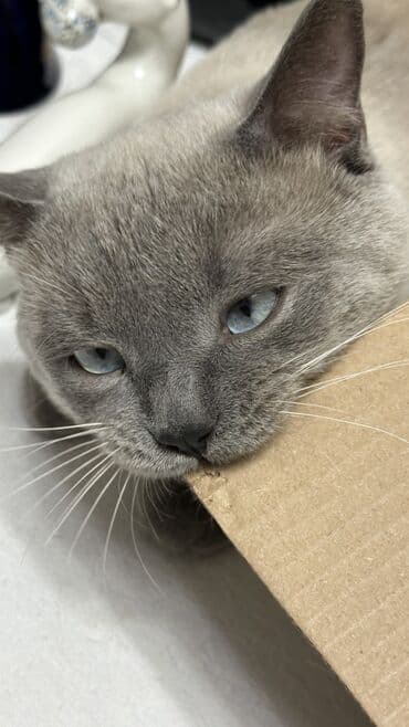 британская короткошерстная кошка золотая шиншилла: Кот в добрые руки,цвет серо- бежевого цвета.Плотный плюшевый мех — 2