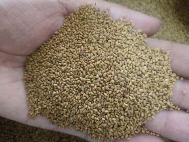 Беде урук сатылат пектустан чыккан at lalafo.kg Беде урук сатылат пектустан чыккан