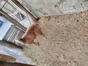 Кошки: Продаю | Баран (самец) — 2