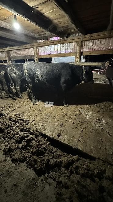 рыба осётр: Продаю | Бык (самец) | Ангус | Для разведения | Осеменитель — 3