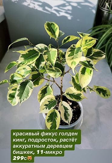 крассула: В продаже комнатные цветы разные см фотки фикусы и тд НАПИШИТЕ — 2