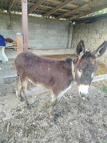 собака маленькая: Осёл (молодой жеребец) - Порода: домашний осёл, компактного роста. - — 4