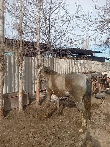 ит мал айдаган: Сатам | Байтал | Жумушка — 2