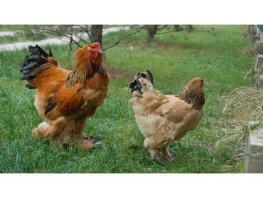 отдам породистую собаку в хорошие руки: Продаю | Куры | Брама | Для разведения — 5