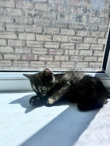 мал айдаган ит сатылат: Мышык бекер берилет: Породасыз, 2 айлык, Ургаачы, Лотокко барууга үйрөтүлгөн — 3