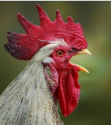 Короздор бар сатам. былтыркы апрел. ватсапка жазгыла at lalafo.kg Короздор бар сатам. былтыркы апрел. ватсапка жазгыла