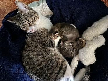 белая вислоухая кошка: Кошка с котятами. - Окрас мамы: тигровый (серо-коричневый табби) с — 2