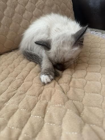 новорожденный котенок: Продается сиамский котенок — 1