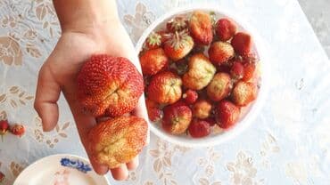 купить клубнику рассаду: Рассада клубники. Сорт Гигантелла. И Альбион .Очень крупная ягода — 2