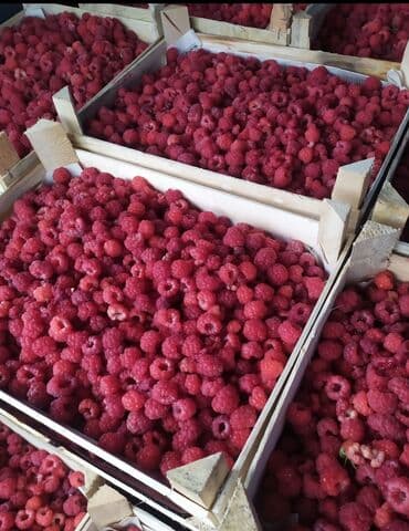 шкафы для одежды цена: Саженцы малины (полевая плантация) - Культура: малина садовая сорт — 3