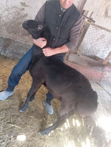 цена пшеницы в бишкеке 2022: Продаю | Овца (самка) | Для разведения | Племенные — 3