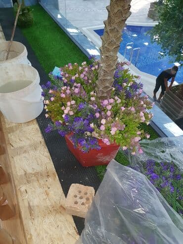 Дизайн, долборлоо: Дизайн | Кафе, ресторандар — 1