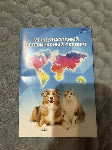 акита японская: Сибирский хаски (кобель) классического черно‑белого окраса с — 3