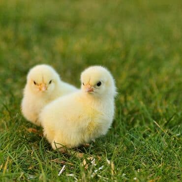 корма для сх животных: Продаю | Куры | Бройлерная — 1