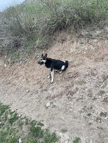 щенок шпиц: Немецкая овчарка, 3 года, Самец — 3