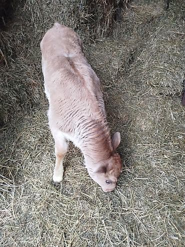 собака хаски: Продаю | Бык (самец) | Швицкая | Для разведения | Искусственник — 1