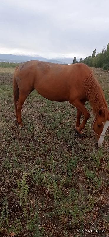 кобыла бее: Продаю | Кобыла (самка) | Дончак | Рабочий | Мерин — 4